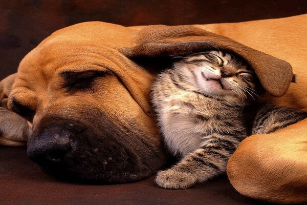 Animaux chien et chaton amitié amis sommeil