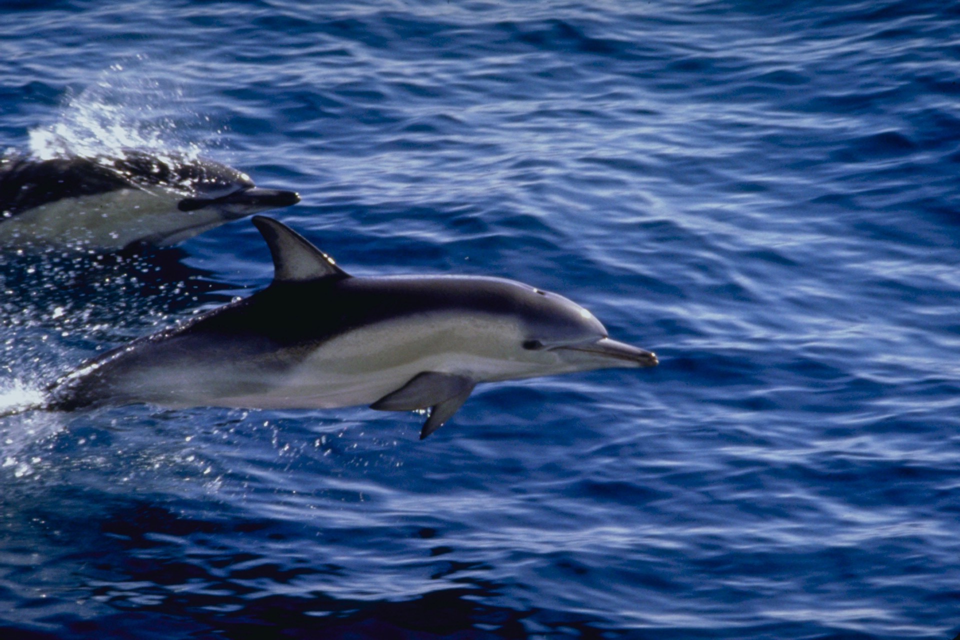 animaux eau océan ventilateur mer baleine dauphin natation marine nature poissons sous-marin