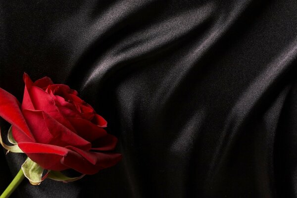 Rose rouge sur fond noir