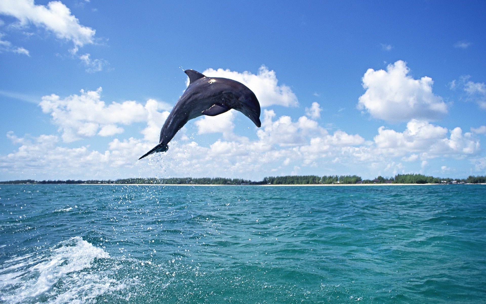 animaux eau mer nature océan été ciel voyage en plein air loisirs tropical beau temps natation