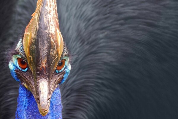 Le regard perçant de l oiseau casoir