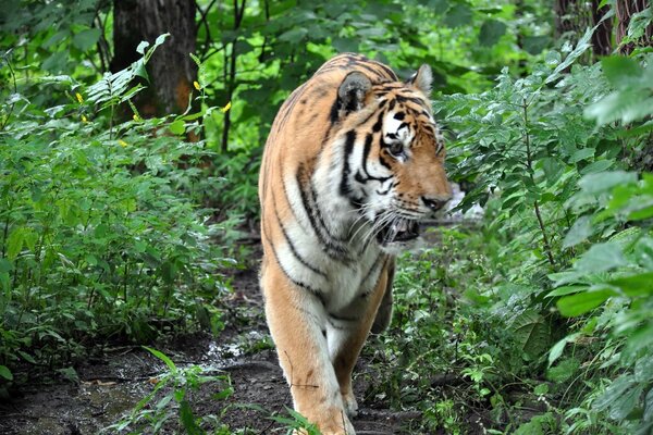Tigre seul dans la nature