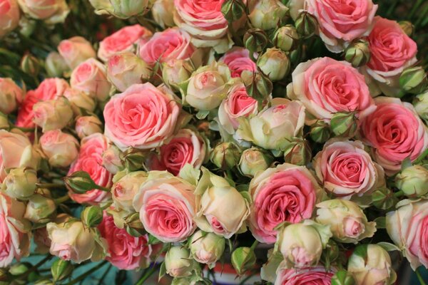Bouquet de belle rose fleur rangée