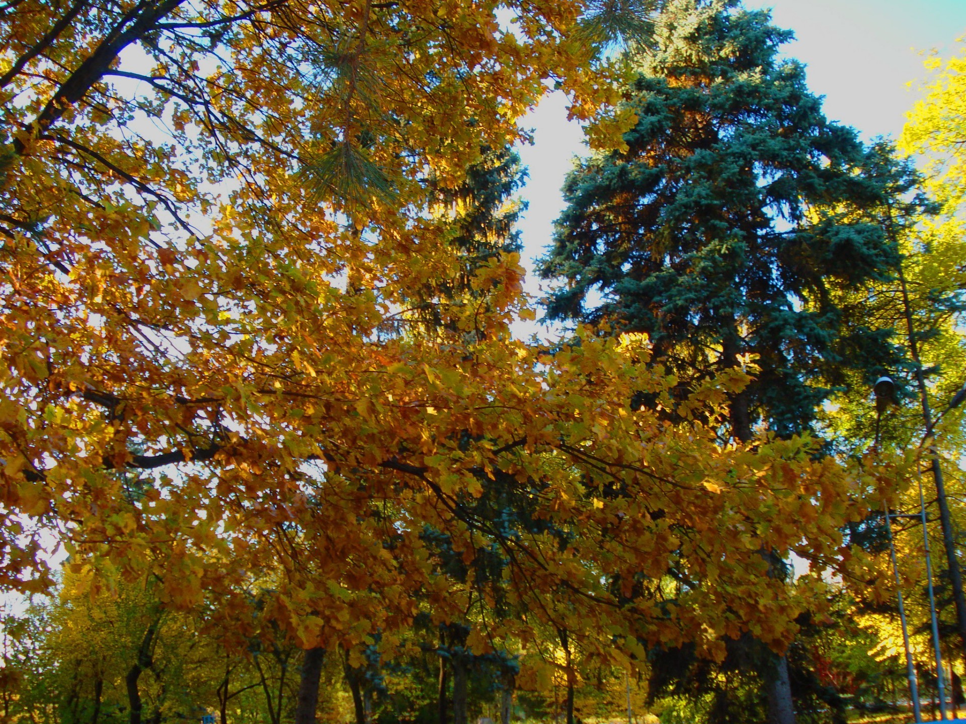 automne automne feuille arbre saison bois érable parc nature paysage lumineux beau temps or branche scène soleil environnement paysage extérieur scénique