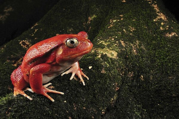 Grande grenouille rouge