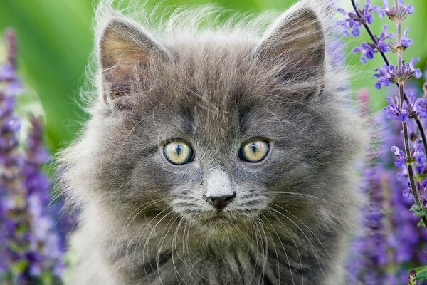 Chat domestique se promène dans le champ