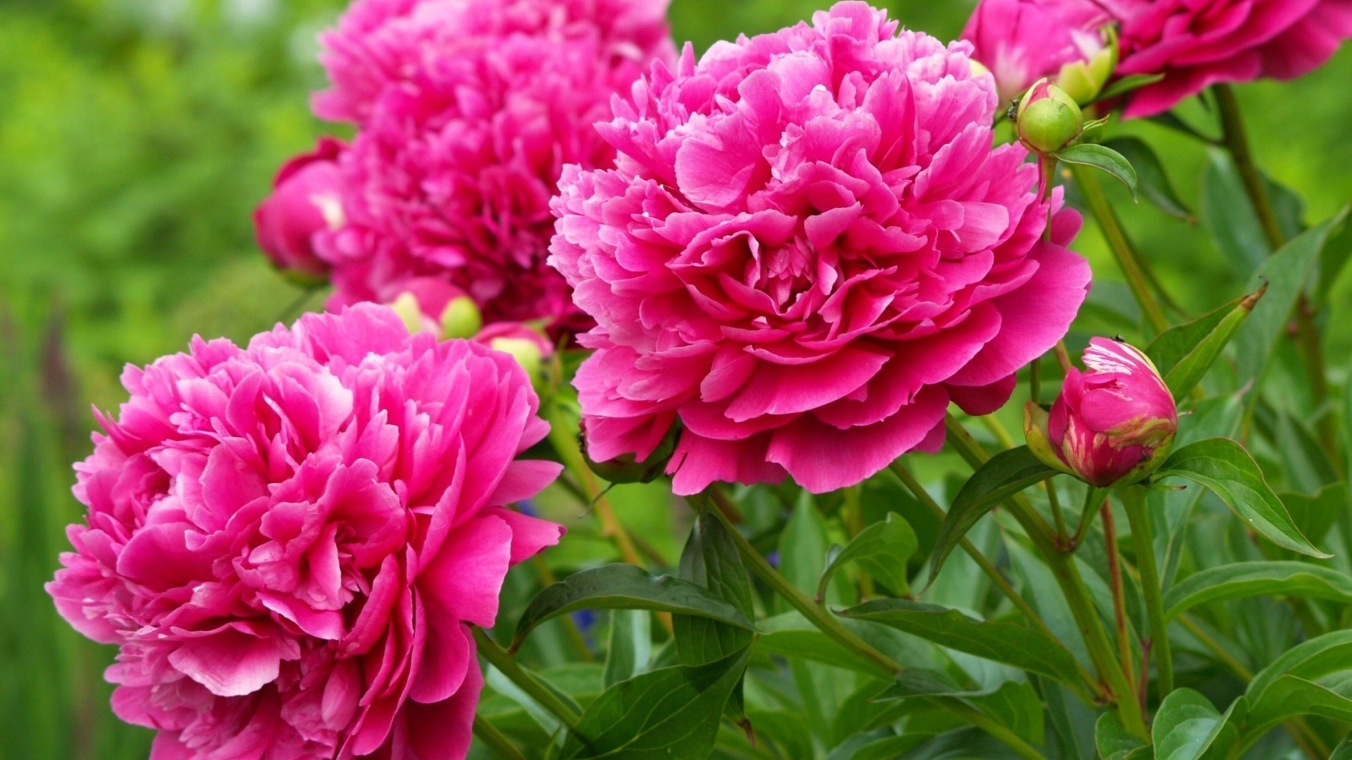 fleurs fleur nature flore jardin feuille bluming été floral pétale couleur lumineux pivoine belle bouquet rose décoration amour tête