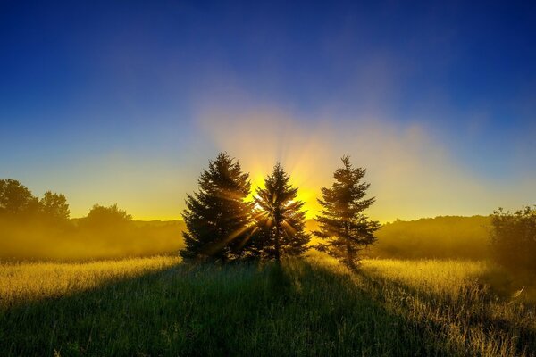 Aube dorée à travers les arbres