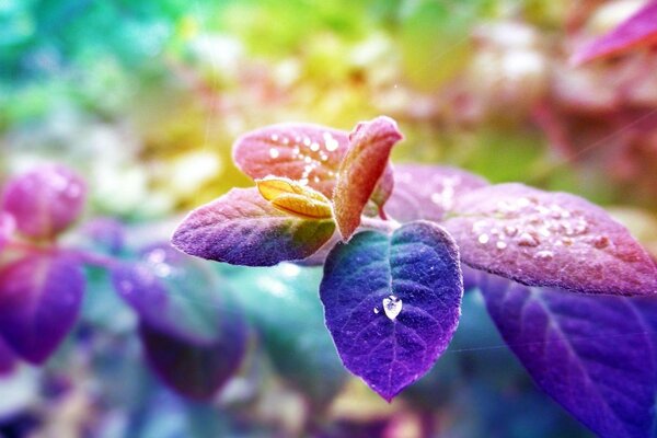 Feuilles bleu-violet avec des gouttes de rosée
