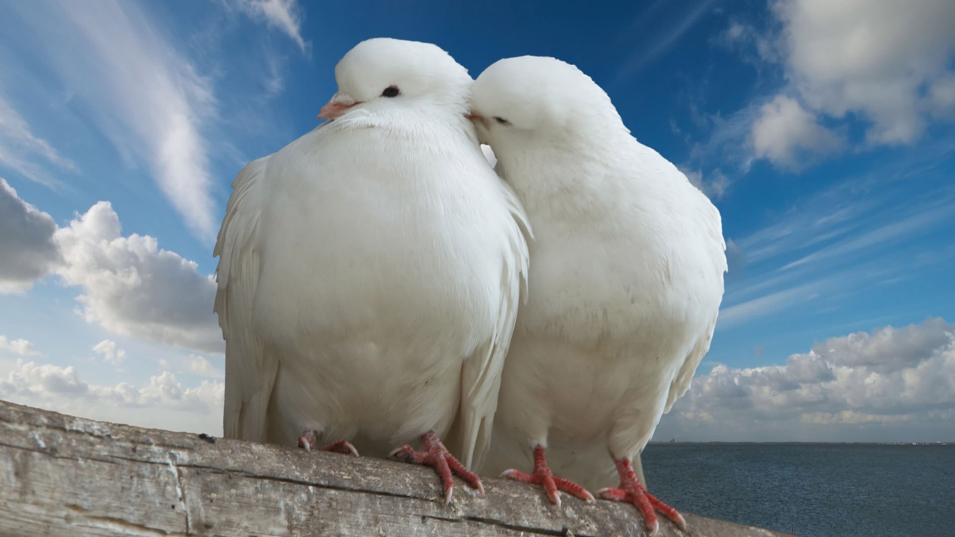animaux oiseau nature animal ciel pigeon à l extérieur oiseaux