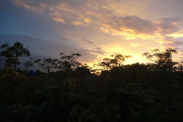Beau ciel sur fond d arbres