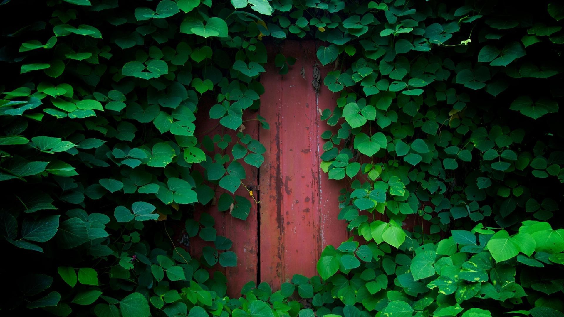 feuille ivy bureau résumé texture jardin mur trèfle nature croissance flore bois bonne chance modèle