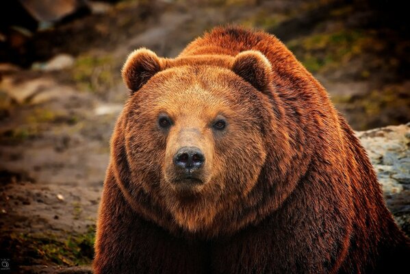 Ours brun regarde de près