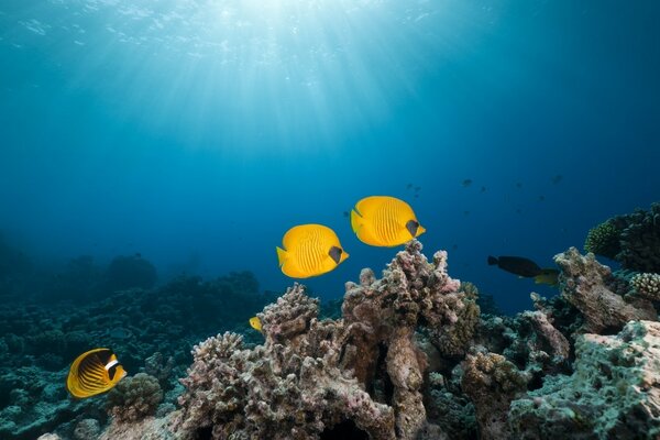 Magnifique monde sous-marin des habitants de l océan