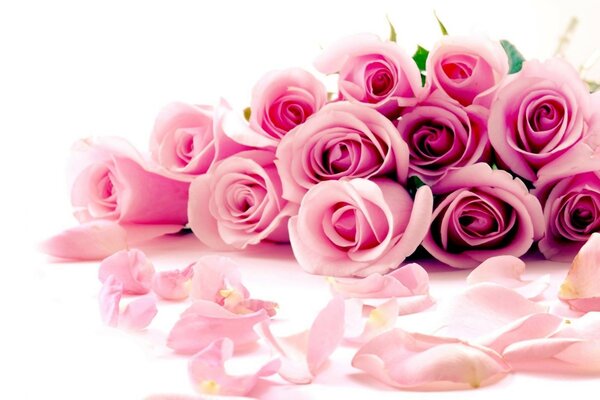 Roses roses sur fond blanc