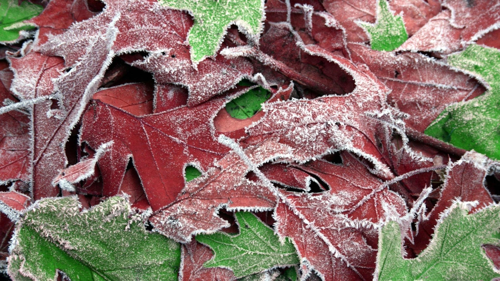 texture feuille nature modè le bureau flore arbre automne gros plan couleur gel saison horizontal résumé hiver décoration