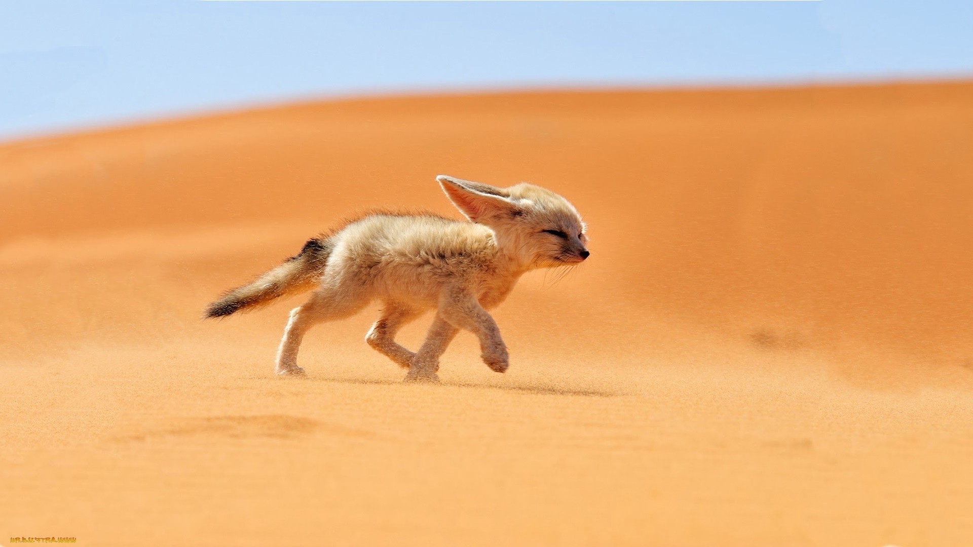 renard mammifère sable faune nature animal mignon un petit chien