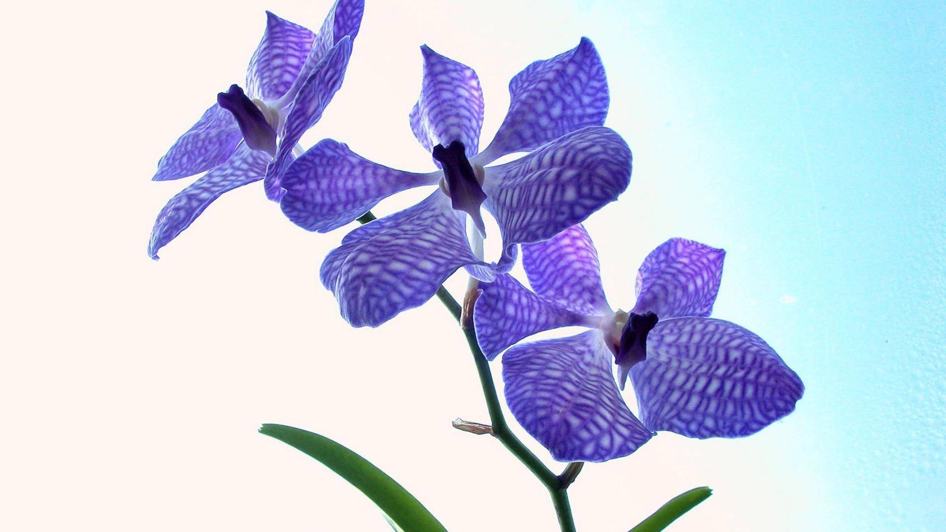 fleurs nature fleur flore floral feuille tropical isolé pétale belle jardin lumineux couleur délicat été décoration bureau gros plan exotique bluming