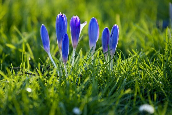 De belles fleurs se rencontrent sur le foin