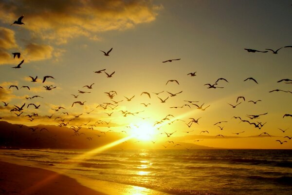 Oiseaux au coucher du soleil le soir. Nature