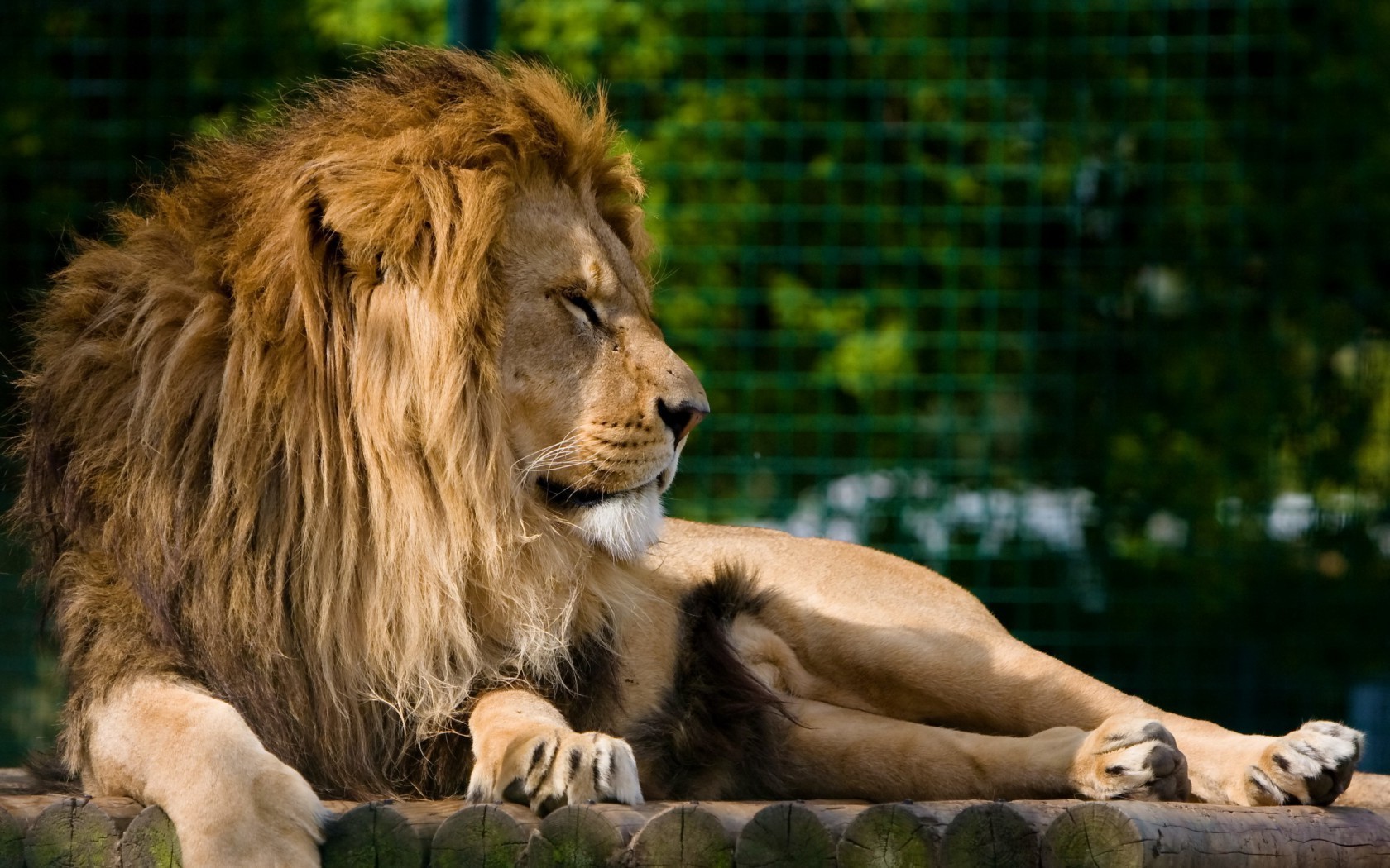 lions mammifère chat lion faune animal zoo nature sauvage portrait manet fourrure prédateur herbe
