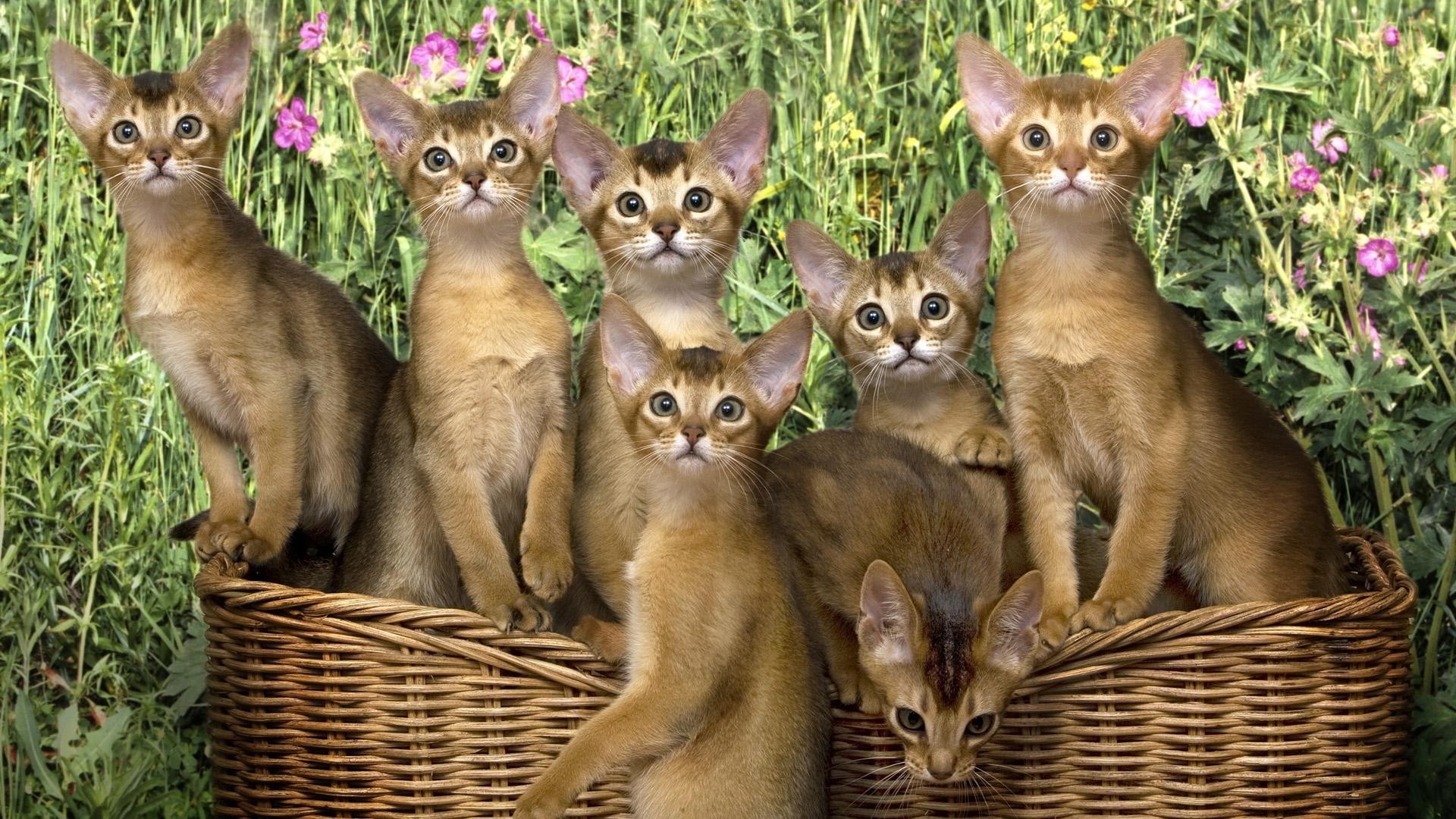 chats mignon mammifère animal nature chat animal de compagnie petit jeune fourrure
