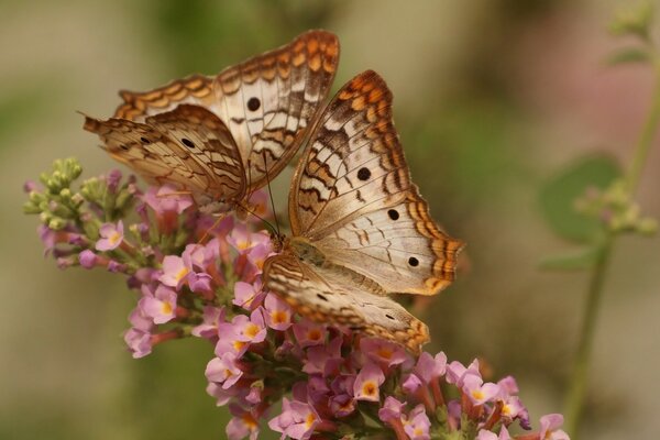 Deux papillons mangent du nectar avec une fleur rose
