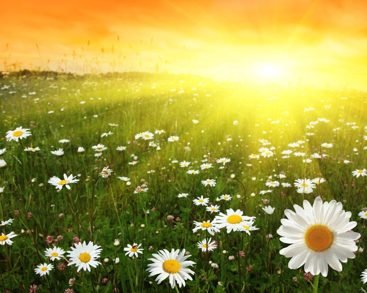 fleurs nature été marguerites fleur lumineux herbe rural foin soleil champ à l extérieur flore beau temps croissance feuille campagne couleur sauvage