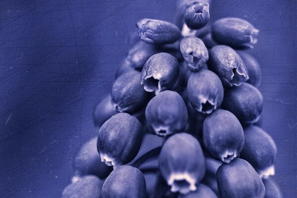 Humeur violette. Baies et fleurs