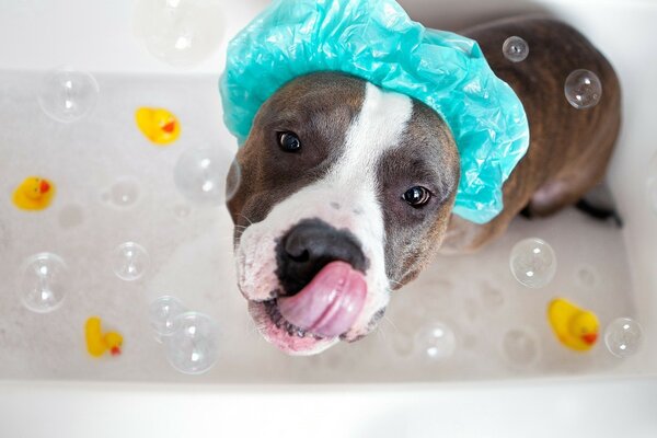 Chien brun dans un bonnet bleu