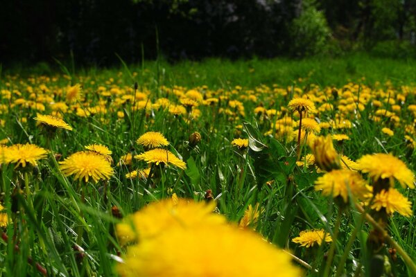 Clairière de pissenlits jaunes en été