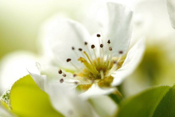 Paysage de printemps: arbres en fleurs