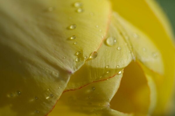 Gouttes d eau sur une tulipe jaune