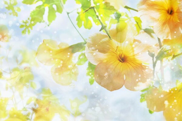 Fleurs jaunes sur fond bleu