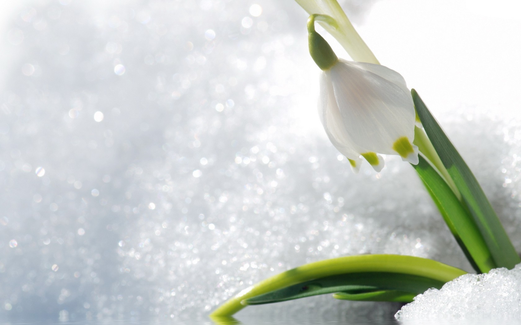 hiver nature fleur flore feuille neige propreté saison automne lumineux pâques croissance