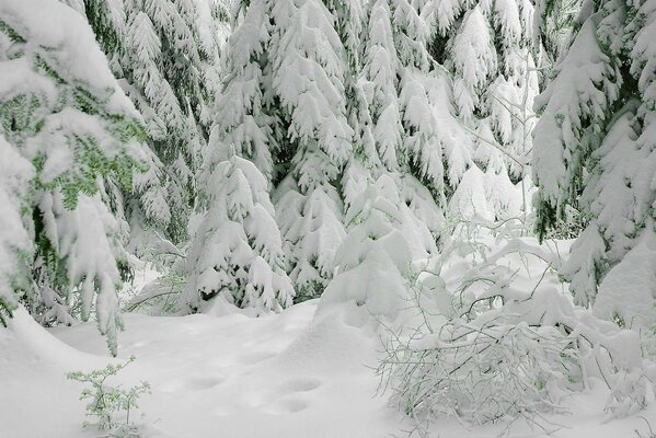 Hiver froid, mais quelle belle forêt glaciale!