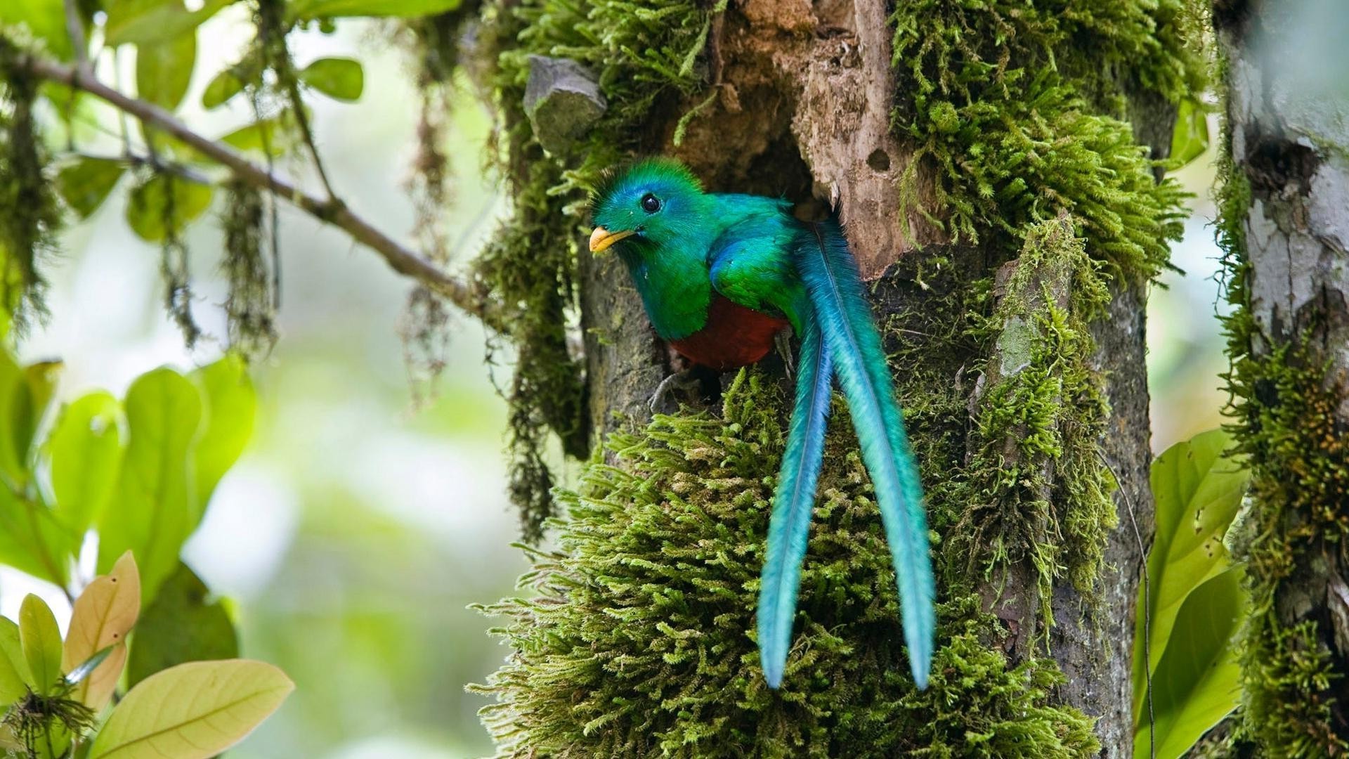 animaux nature tropical arbre oiseau la faune forêt tropicale bois sauvage à l extérieur jungle feuille animal exotique environnement parc été couleur jardin petit