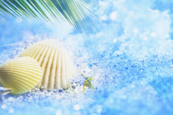 Coquillages sur le sable bleu