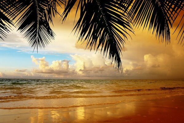 Pore tropical au coucher du soleil