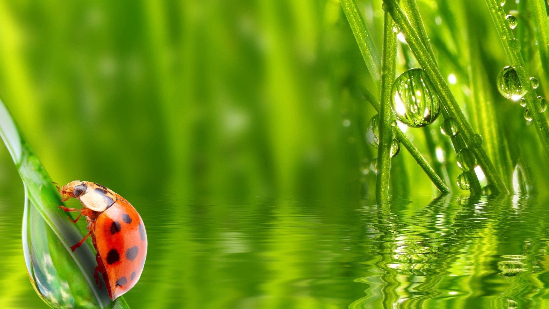 animaux herbe croissance flore environnement feuille rosée lame été nature jardin pluie chute pelouse environnement harmonie écologie fraîcheur luxuriante foin humide