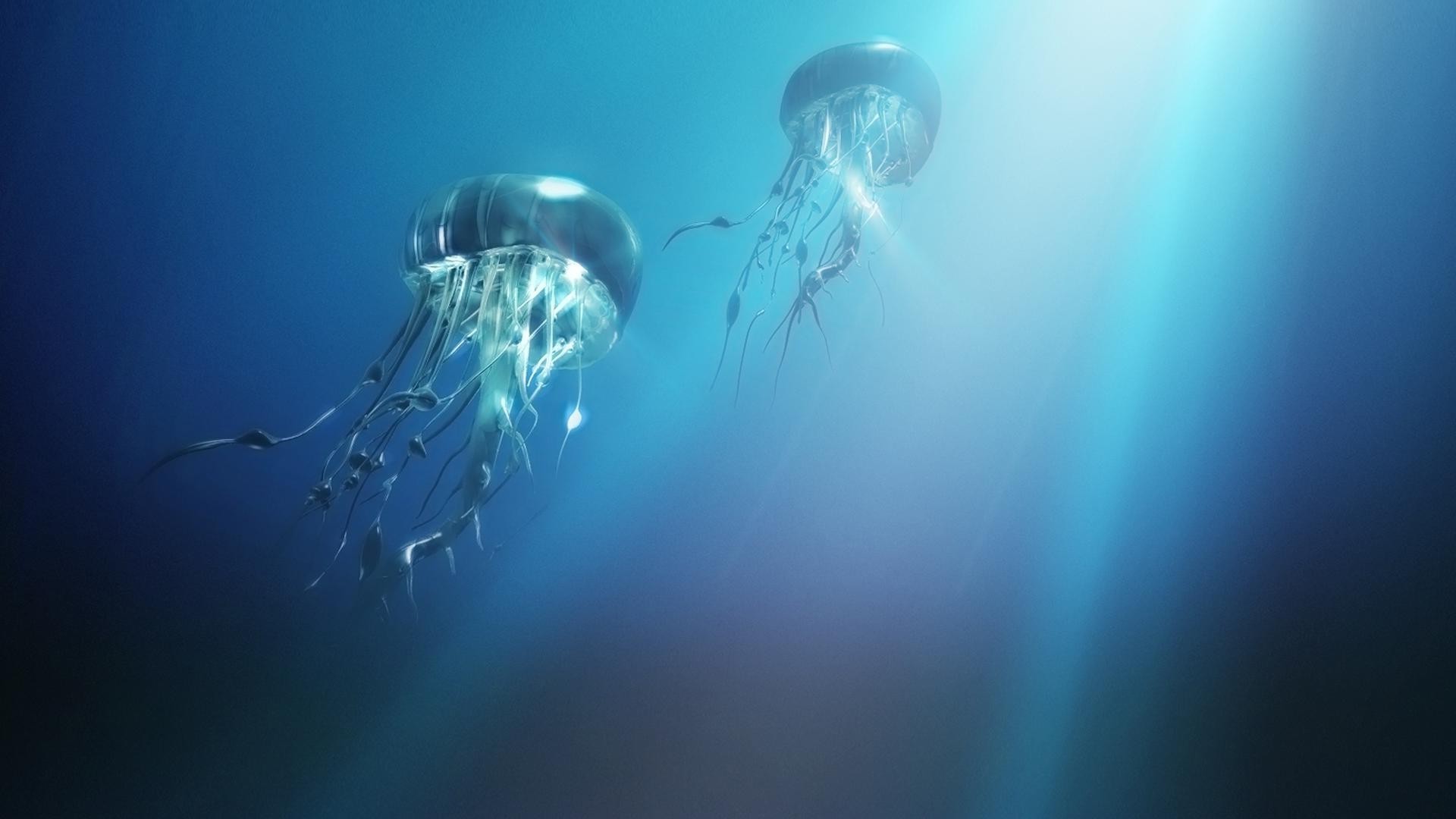 animaux sous-marin natation océan