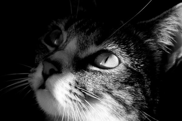Portrait de chat, yeux de chaton