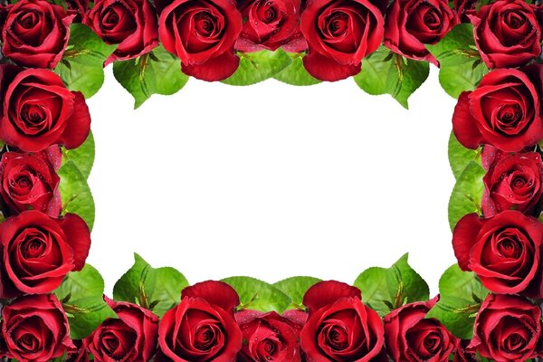 Cadre de roses avec fond vide