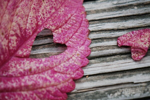 Feuille rose sur l arbre