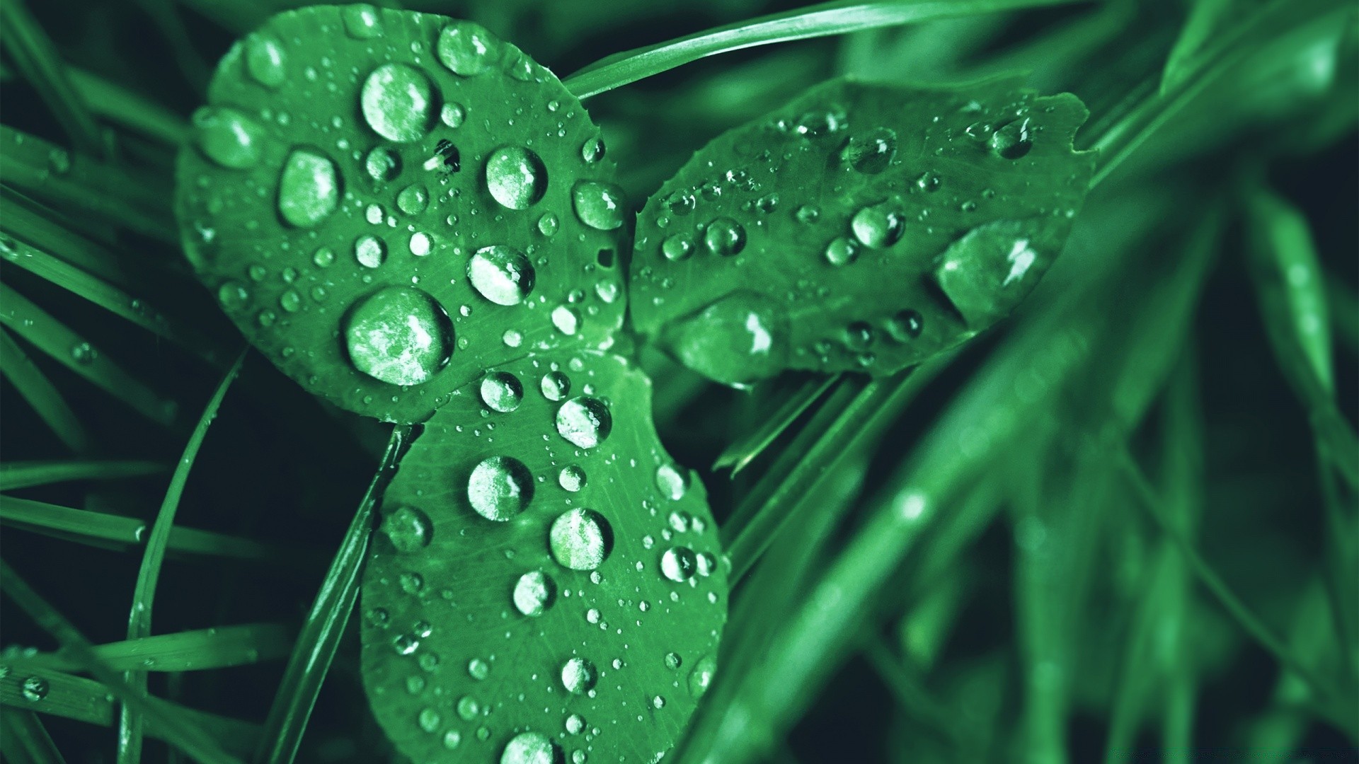 macro pluie rosée chute humide feuille eau flore gouttes fraîcheur nature propreté croissance environnement liquide propre