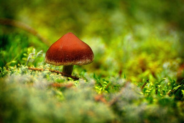 Champignon sur un tapis vert d herbe