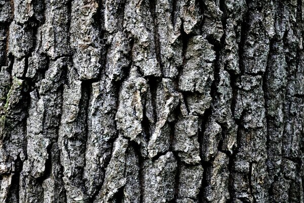 Écorce d arbre. Macro. Forêt. Nature