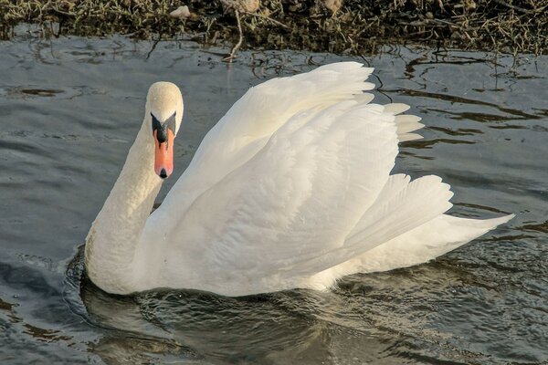 Blanc comme neige beau cygne sur le lac
