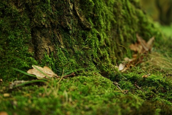 Chute de feuilles sur la mousse pelucheuse verte