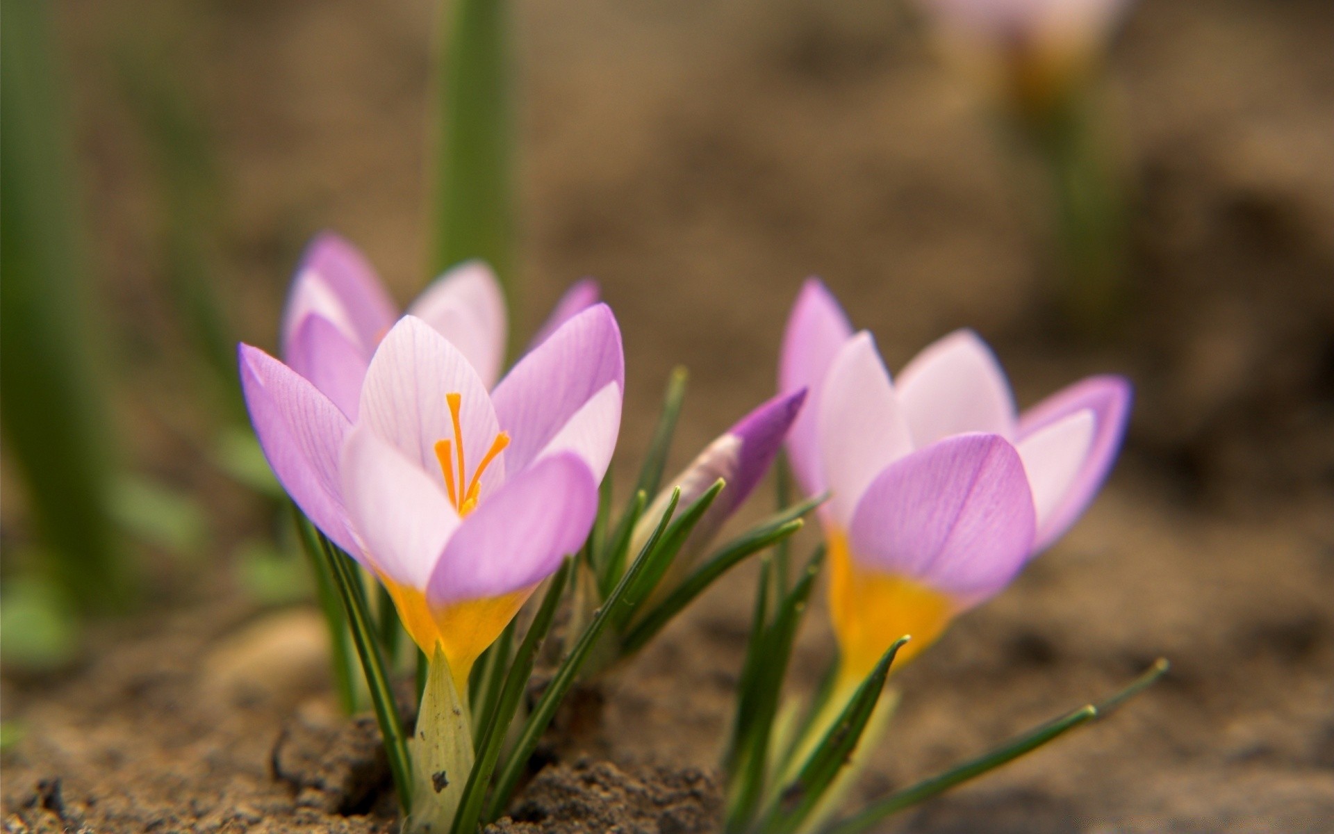 macro nature fleur flore crocus jardin feuille pétale été bluming floral croissance pâques beau temps lumineux safran herbe